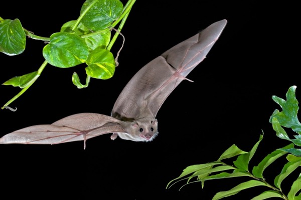 Murciélago volando en la noche entre las hojas
