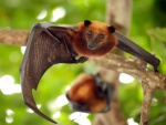 Murciélago en una rama