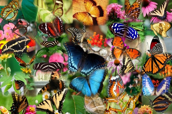 Collage de mariposas multicolor