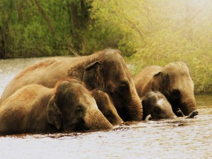 Elefantes en el agua