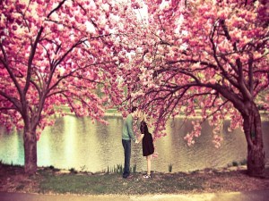 Beso bajo los cerezos