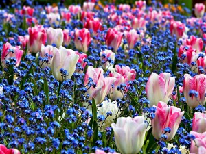 Campo con flores azules y tulipanes