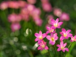 Flores de color rosa con gotas de rocío