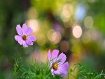 Flores lila entre la hierba