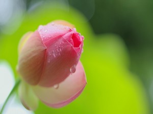 Flor de loto con gotas de rocío