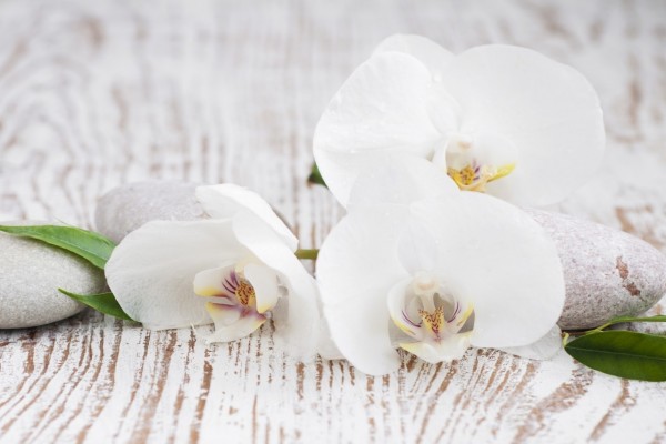 Orquídeas blancas, hojas y piedras