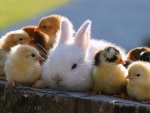 Un conejo y varios pollitos