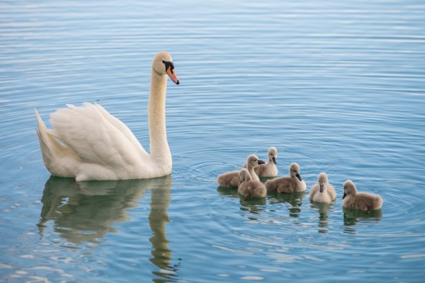 Mamá cisne y sus polluelos en el lago