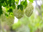 Flores blancas primaverales