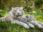 Pareja de tigres blancos