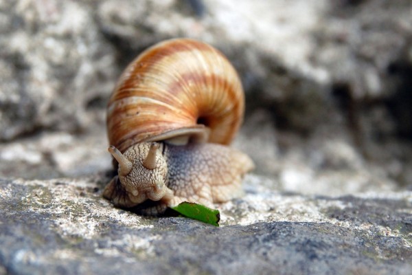 Un caracol en la roca