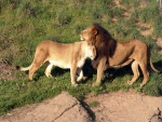 León y leona cariñosos