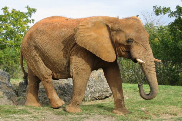 Un gran elefante