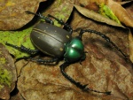 Un gran escarabajo sobre las hojas secas