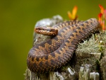 Una preciosa serpiente sobre un tronco