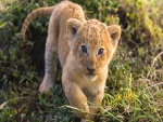Cachorro de león caminando en la hierba