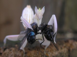 Mantis blanca con dos moscas en sus patas