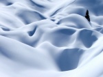 Un solitario pino en la blanca nieve