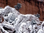 Rocas y árboles con nieve