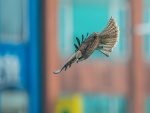 Un halcón en vuelo