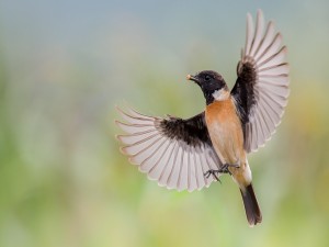 Un pájaro con sus alas desplegadas y alimento en el pico