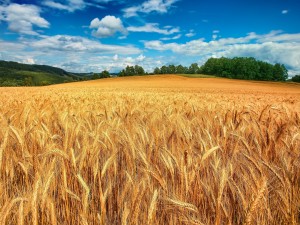 Campo de trigo seco