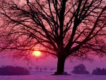 El sol del atardecer y un gran árbol en la nieve