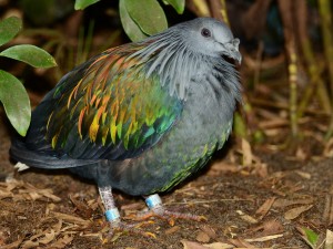 Un ave gris con algunas plumas de colores