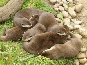 Un grupo de nutrias dormidas