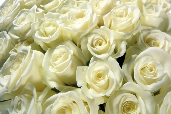Un gran numero de rosas blancas