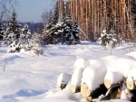 Árboles y troncos cubiertos de nieve