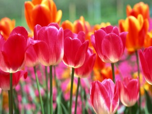 Tulipanes de varios colores