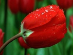 Gotas de agua sobre un tulipán rojo