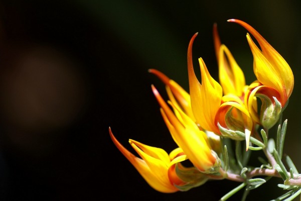 Curiosa flor con pétalos amarillos