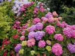 Hortensias de bonitos colores
