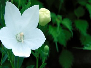 Postal: Flor blanca y pimpollos en la planta verde