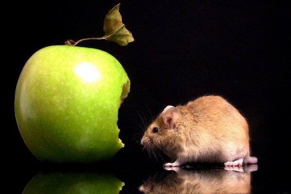 Ratón comiendo una manzana