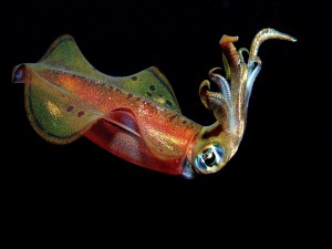 Postal: Un calamar y sus tentáculos