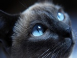 Brillantes ojos azules de un gato gris