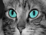 Un gato gris con los ojos azules