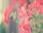 Delicadas flores de un suave color rojo