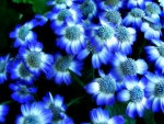 Flores de color blanco y azul