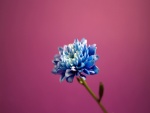 Una flor azul en un fondo rosa