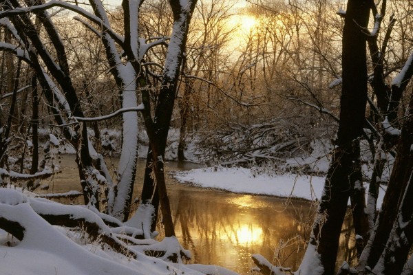 Árboles nevados en las dos orillas del río