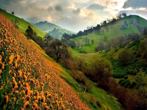 Postal: Flores en la ladera de la montaña