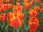 Tulipanes de color naranja en el jardín