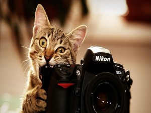 Postal: Un gato fotógrafo