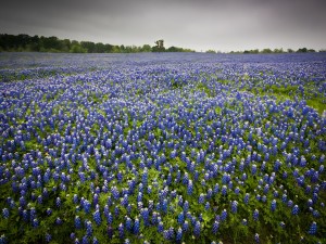 Un campo con abundantes flores azuladas