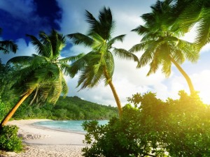 Postal: Playa y vegetación en la isla de Mahe