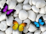Piedras blancas y coloridas mariposas